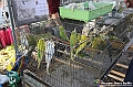 VBS_4116 - Fiera Nazionale del Tartufo Bianco 2024